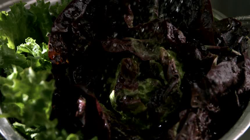 Purple and green lettuce leaves being washed in a bowl