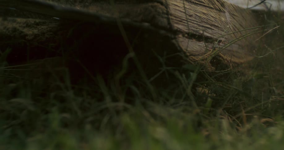 A close low view shows the roughsawn end of a large wooden log resting under the metal frame of a portable sawmill surrounded by tall grass and earth in soft dim light outdoors