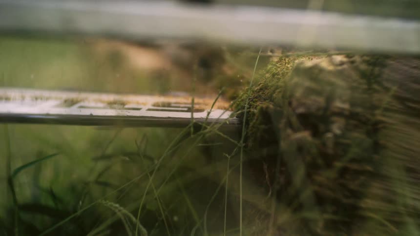 A chainsaw blade cuts horizontally through the side of a mossy log on the ground kicking up fine sawdust in the tall green grass in an extremely close and low angle view outdoors