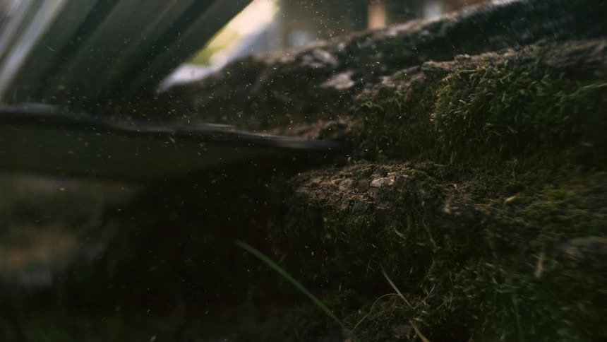 The chainsaw cuts through the bark of the tree
