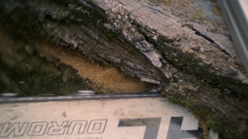 Close up of a chainsaw used in cutting a tree trunk outdoors