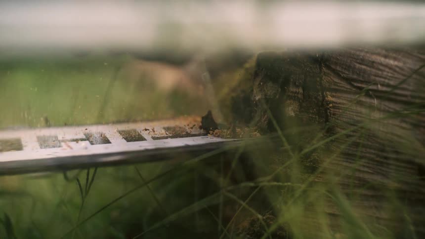 A chainsaw blade slices through a log viewed from a low angle through blades of grass