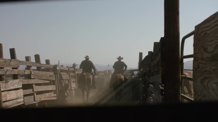 Cowboys on horses move cattle between wooden fencing