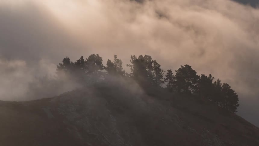 Thick fog envelops the top of a hill covered with pine trees