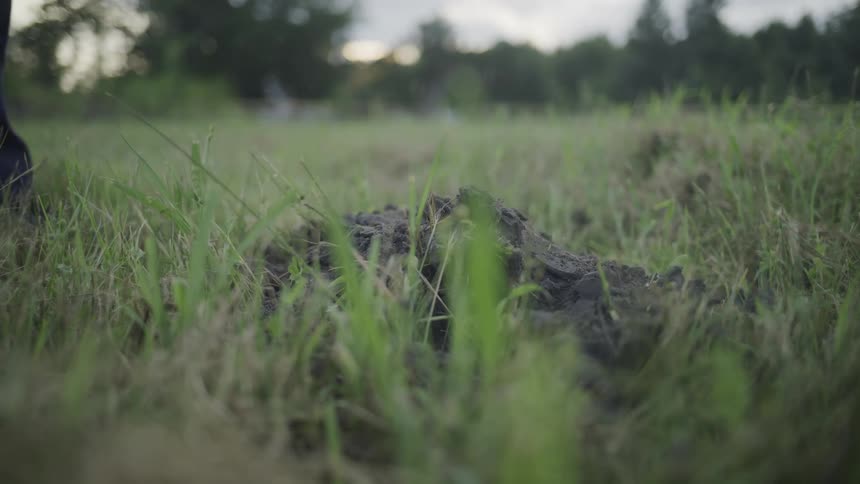A man digs into the grass with a spade on an agricultural farm