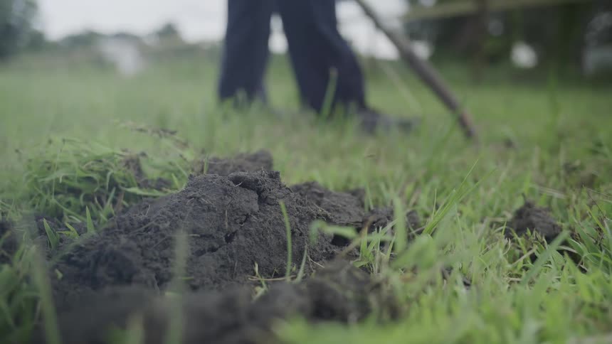 The video is a lowangle closeup shot focused on a patch of dark brown dirt and grass as someone attempts to dig a hole a darkclad leg and a shovel handle are partially visible as the person begins to work the soil