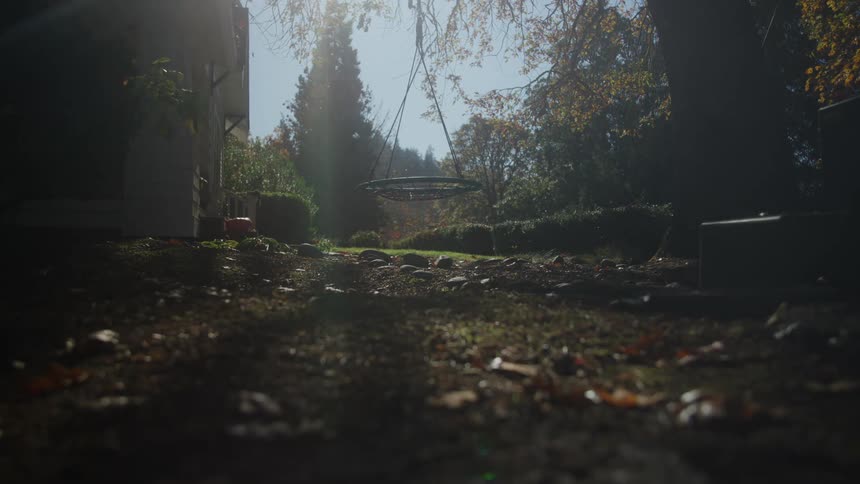 Swing hanging from a tree on an empty yard next to a house surrounded by trees outdoors during day time