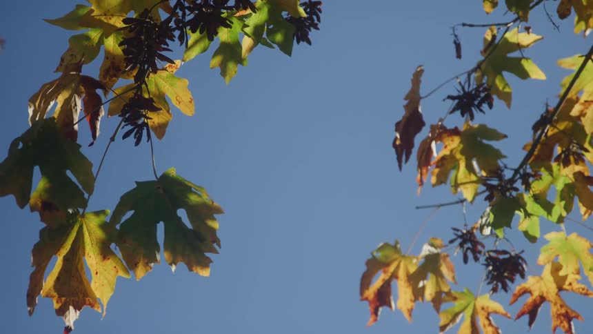 Green and yellowish leaves hang from branches against the blue sky