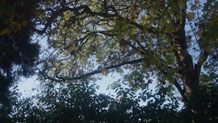 Trees and leaves outdoors during day time