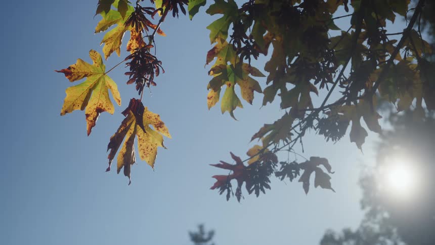 Branch of a maple tree with the leaves turning yellow outdoors during day time