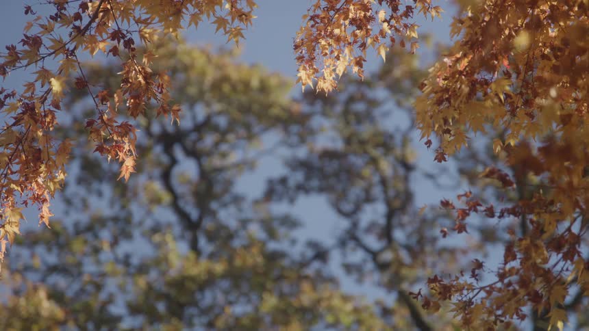 Branches and yellow leaves next with a green tree on the background outdoors during day time