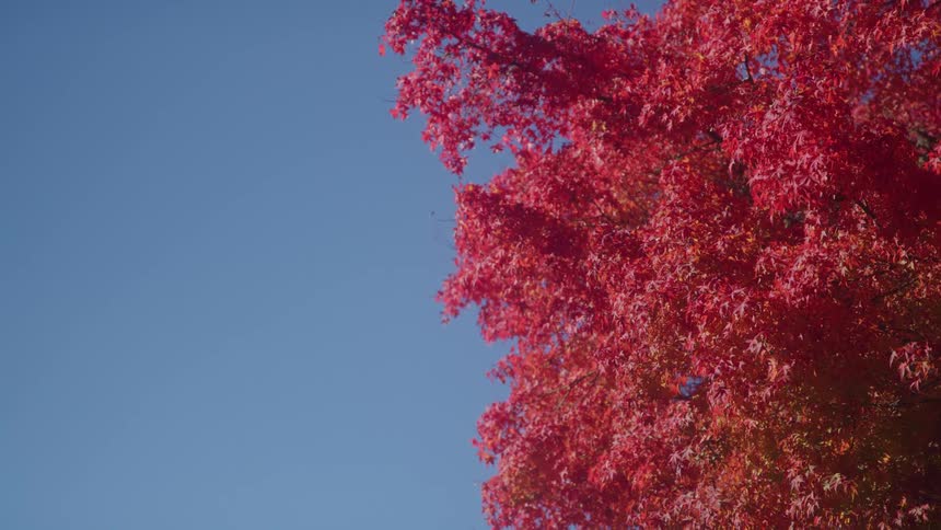 A blazing red autumn tree fills the frame against a clear blue sky