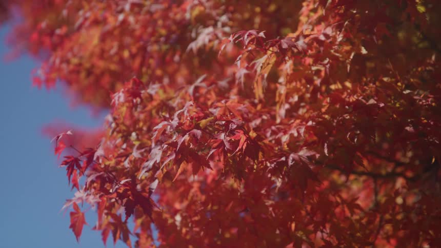 A close upward view of red and orange maple leaves swaying gently on branches against a clear blue sky showcasing vibrant autumn colors in bright sunshine