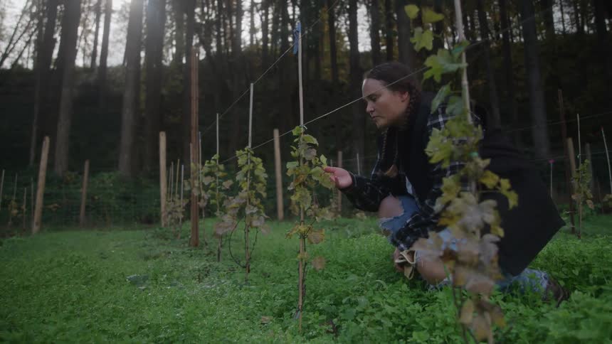 A young female farmer inspects a crop growing upright and tied to a support stick on a sunny day carefully examining its progress under the bright sky