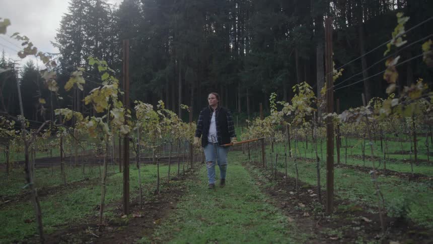Woman walks between rows of grapevines in a field surrounded by trees