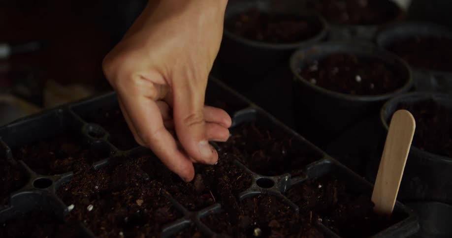A person sewing seeds