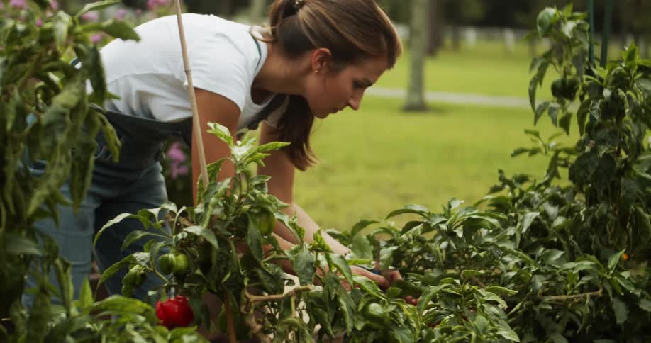 Woman inspects pepper crops in green area with grass and pathway in the background