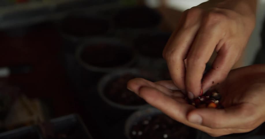 A person plants seeds into several pots filled with soil carefully placing each one to begin the growing process