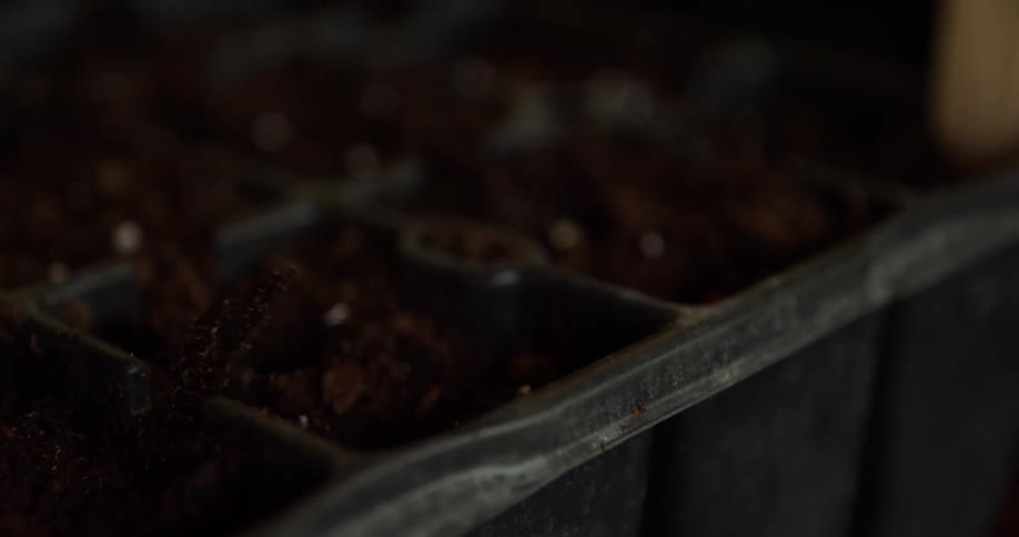A close dark view shows a finger pressing a small seed into a cell of a black plastic seed tray filled with rich brown soil indicating the process of planting and gardening