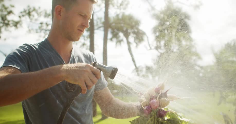The video is a midshot of a man in a blue tshirt using a spray nozzle to water a bouquet of freshly harvested radishes the scene is bright and set outdoors suggesting he is in a garden or field rinsing the vegetables after picking them