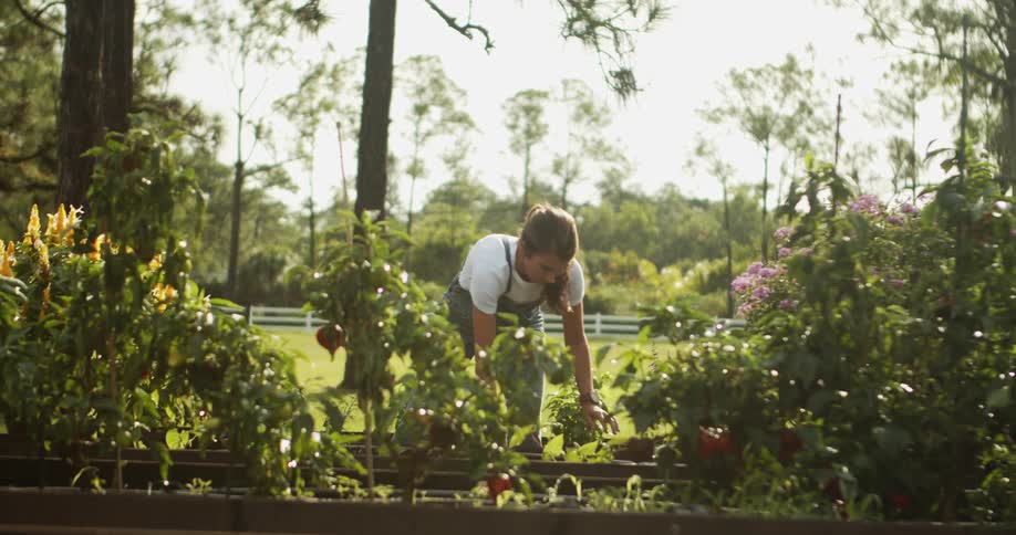 Woman harvests vegetables in a sunny garden surrounded by trees