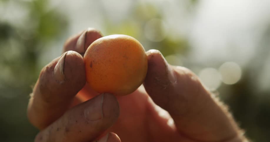 The video is a closeup shot of hands holding a single small orange round fruit the fingers holding the fruit appear to be dirtstained against a blurred bright green background