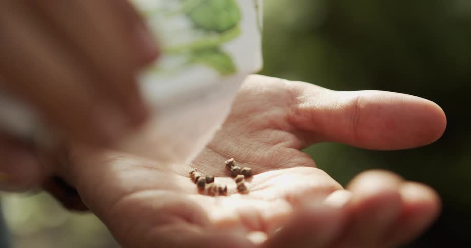 The video is a closeup shot of a hand shaking a small seed from a packet into the palm of the other hand the scene is bright and suggests a person is preparing to plant a garden