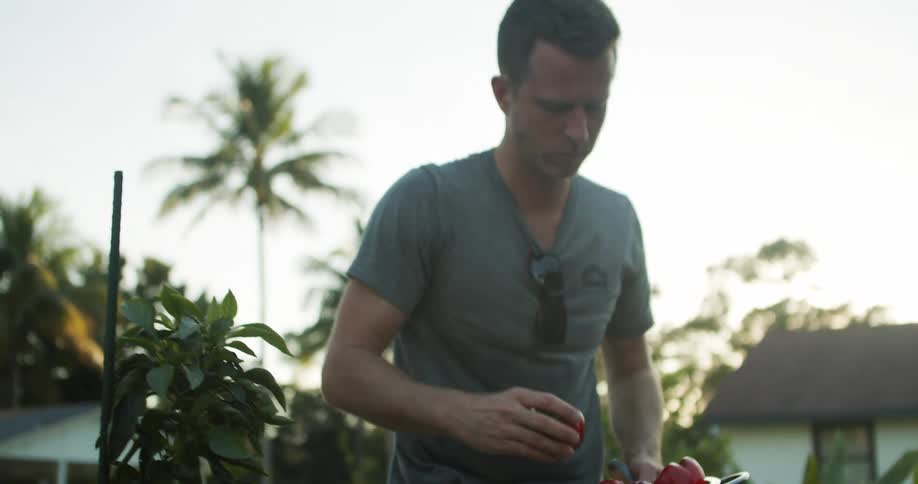 Man harvests red bell peppers in a garden at sunset