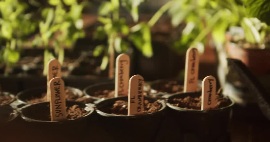 A close sunlit view shows rows of black plastic seed pots filled with dark soil and marked with wooden labels reading sunflower and cranberry set amongst other blurred green plants and a watering can