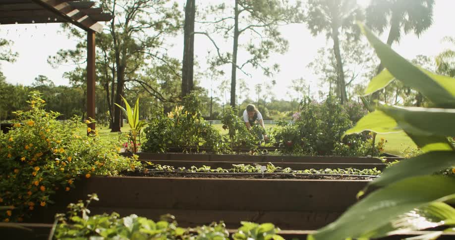 Woman works in a sunny garden surrounded by flower and vegetable beds
