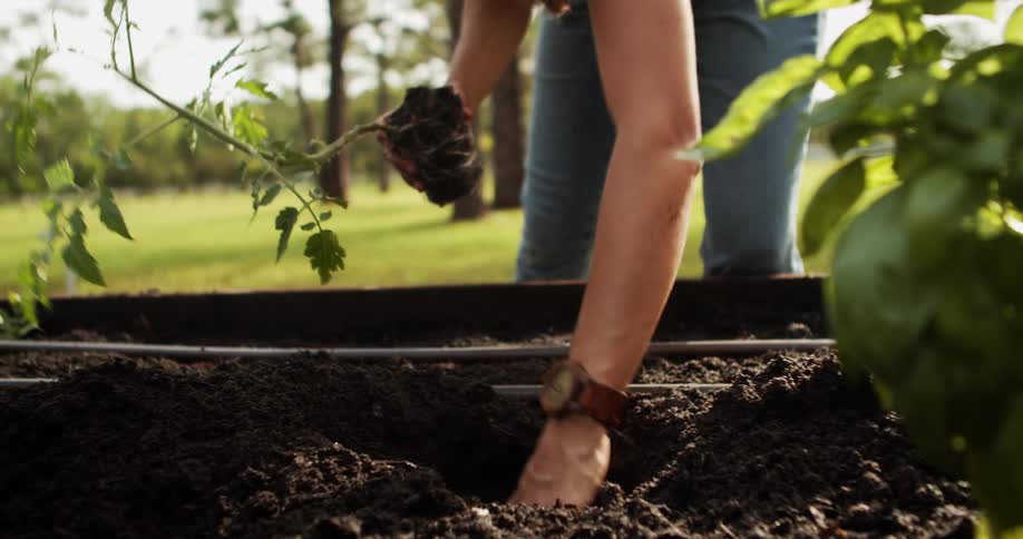 A low close view shows a woman wearing a wooden watch and denim overalls planting a tomato seedling with her hands into a raised garden bed filled with dark soil on a sunny lawn