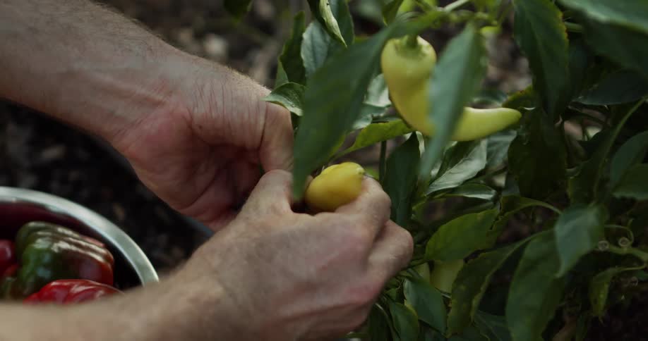 The video is a closeup shot of hands picking a small pale green bell pepper from a leafy green plant the hands carefully turn the fruit and detach it from the stem suggesting a harvest from a garden or farm