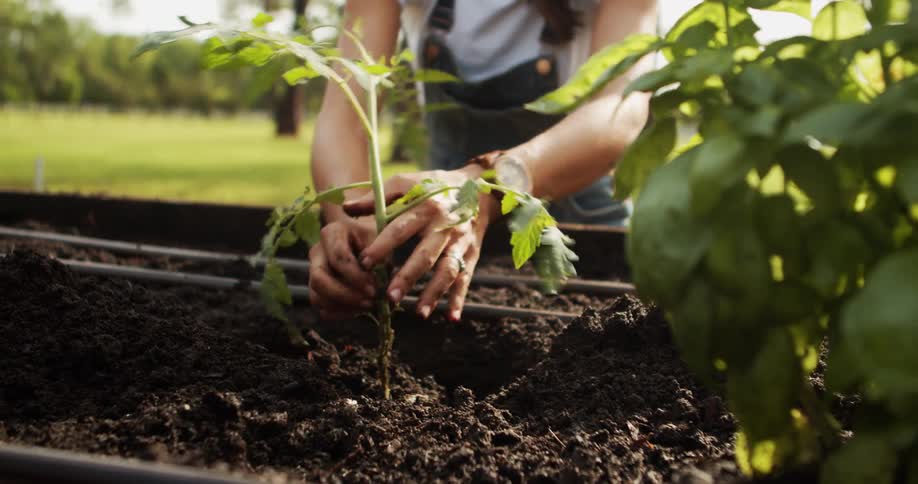 Person plants a tomato seedling in a garden bed under natural light