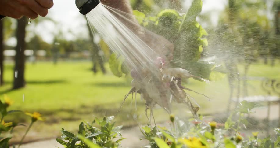 Person washes fresh radishes with a hose in a sunny garden