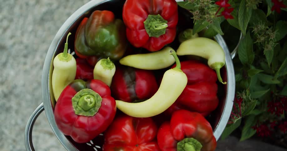 An overhead close view shows a freshly harvested pile of red and green bell peppers mixed with pale yellow banana peppers inside a metal colander surrounded by dark green leaves and red flowers