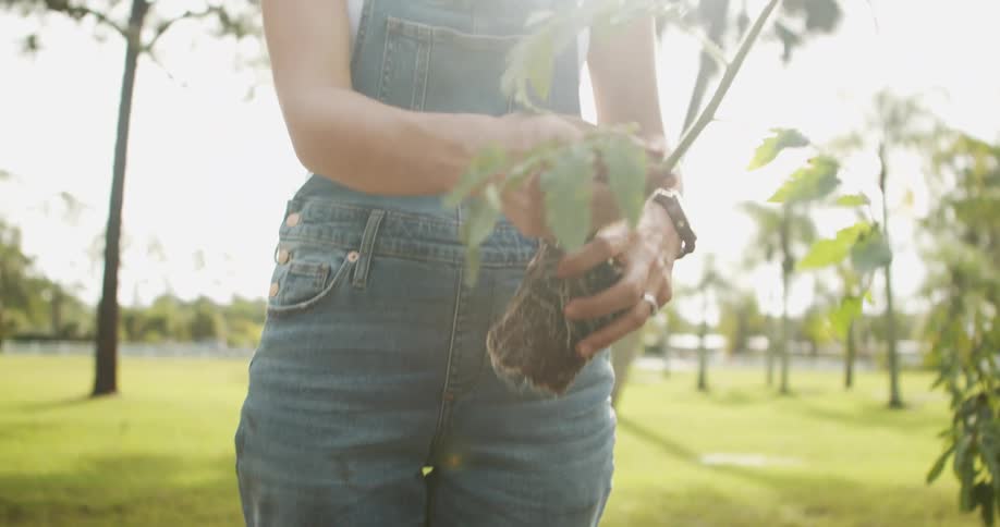 A low medium close view shows a woman wearing denim overalls and a white shirt holding a tomato seedling by the base and gently lowering it to the ground on a sunny green lawn