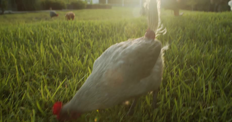 Mother and daughter tend the garden together under sunlight