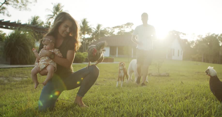 Family plays with babies and dogs on a lawn at sunset