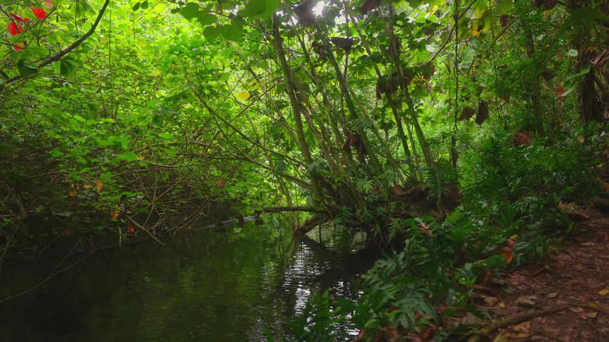 Stream surrounded by dense vegetation in the middle of a tropical forest