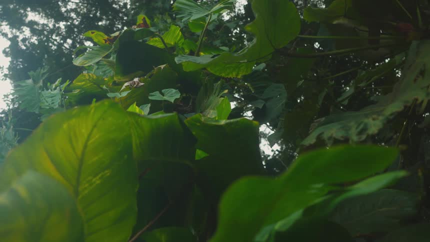 Dense tropical foliage with broad green leaves viewed from below against partially visible sky