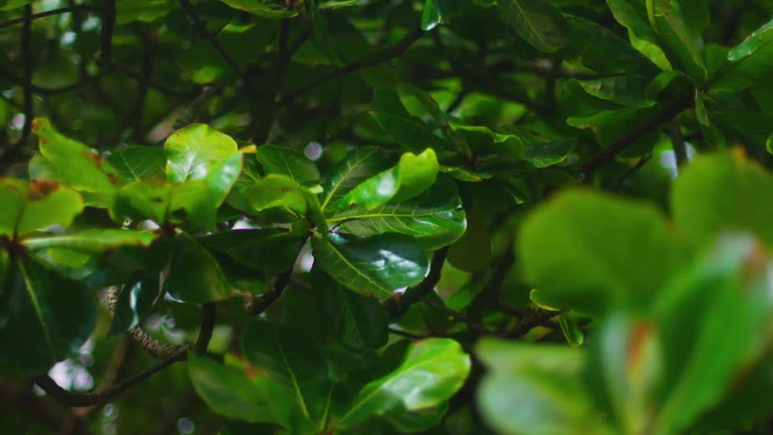 Shiny green leaves of a tree under natural light in the forest