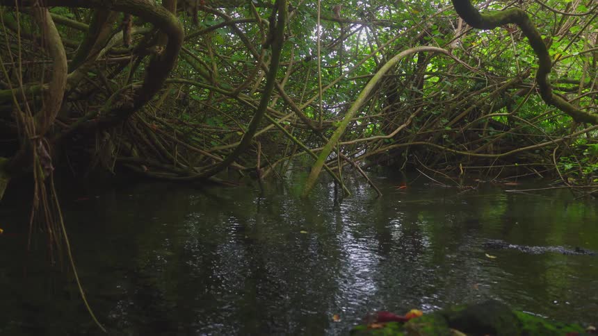 Dense green vines hang over a calm stream in a forest area