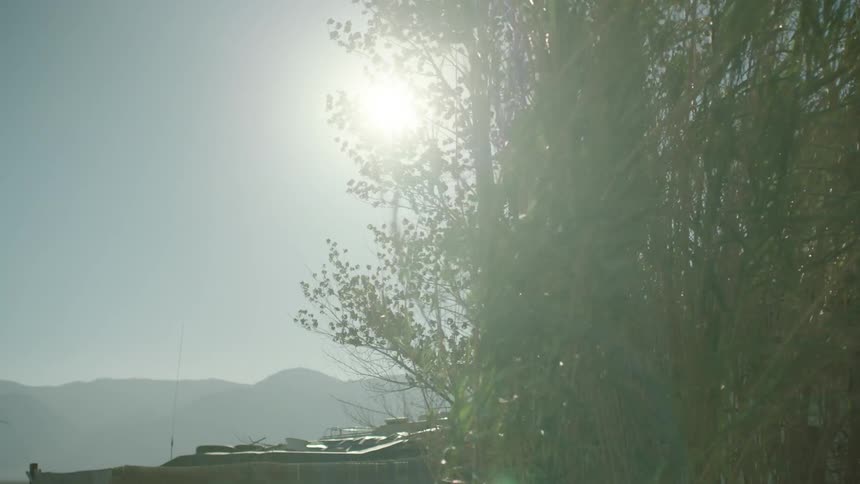 Trees and bamboo sway in the wind on a sunny day