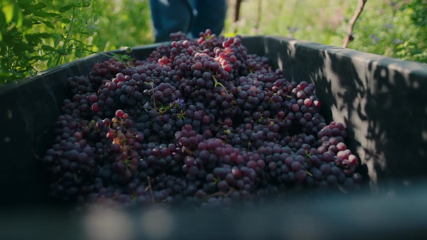 The farmer tosses bunches of grapes into the wheelbarrow