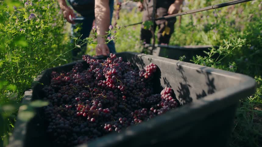 Person places purple grape clusters into container during harvest in vineyard surrounded by foliage