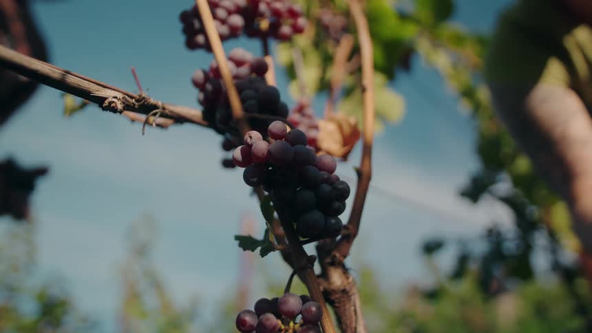 A person carefully snips a cluster of ripe purple grapes from the vine with shears