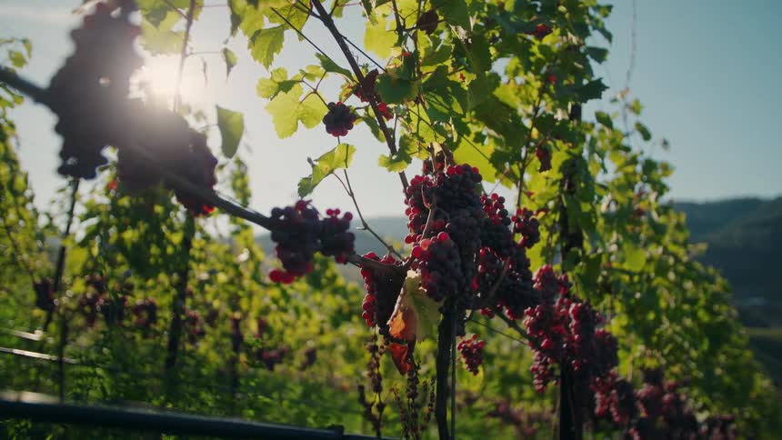 The video is an extreme closeup shot of grapes hanging on a vine in a vineyard on a sunny day the sun flares dramatically through the leaves in the upper left of the frame highlighting the mix of redpurple grapes and bright green foliage