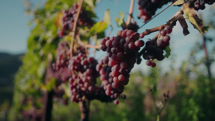 Clusters of red and purple grapes hang from vines under natural light highlighting ripeness and agricultural beauty