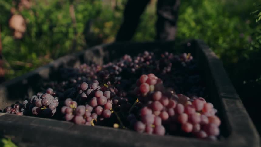 Close up of a container of grapes harvested by a person from a garden outdoors during daytime