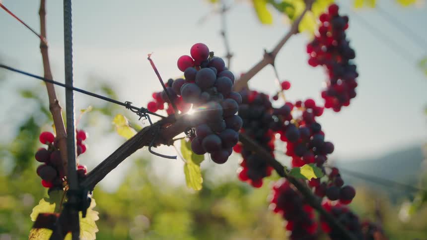 Clusters of ripe grapes hanging from vines under sunlight